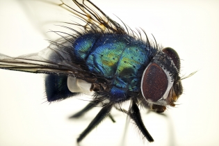 Focus Stacking - Insects_1135