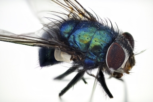 Focus Stacking - Insects_1136