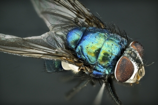 Focus Stacking - Insects_1139
