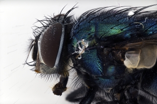 Focus Stacking - Insects_124