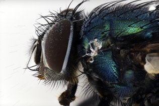 Focus Stacking - Insects_125
