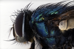 Focus Stacking - Insects_130