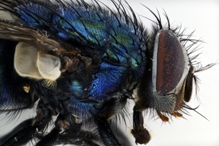 Focus Stacking - Insects_133