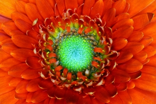 Focus Stacking_26