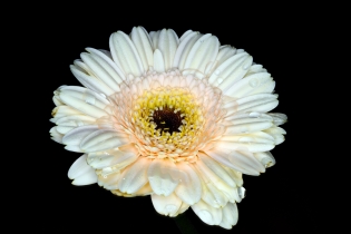 Focus Stacking_39