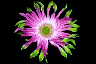Focus Stacking_42