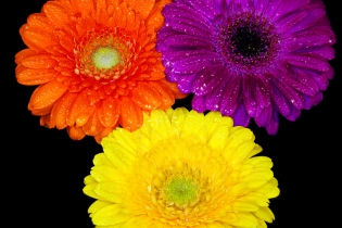 Flowers / Blumen