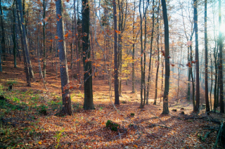 Rückersbach (3)