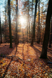 Rückersbach (4)