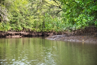 Mangrove_105