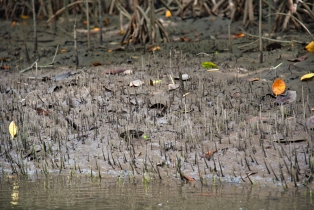 Mangrove_106