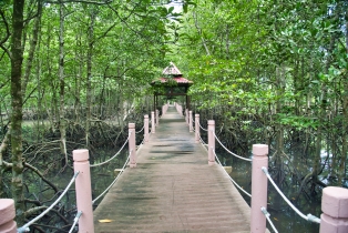 Mangrove