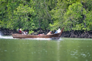 Mangrove_120