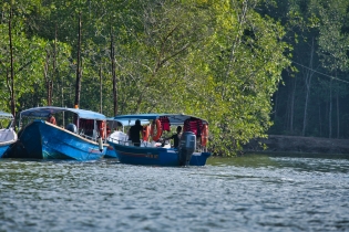 Mangrove_132