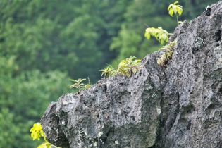 Mangrove_139