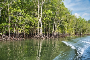 Mangrove