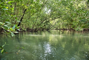 Mangrove_30