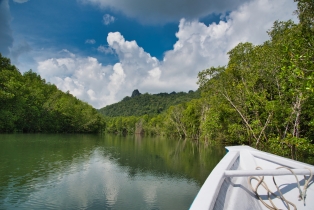 Mangrove_34