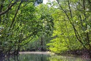 Mangrove_45