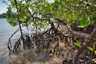 Mangrove_50