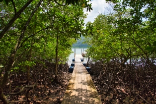 Mangrove_53