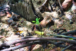 Mangrove_54