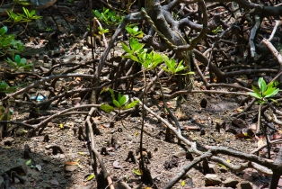 Mangrove