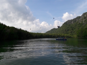 Mangrove