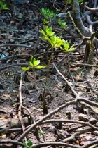Mangrove
