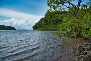 Mangrove