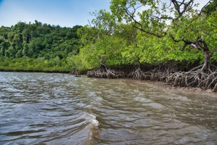 Mangrove_98