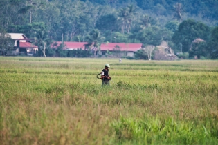 Rice Field_10