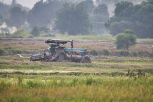 Rice Field_11