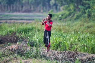 Rice Field