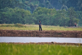 Rice Field_14