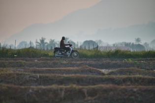 Rice Field_16