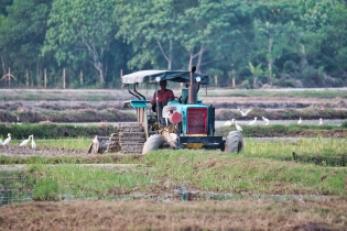 Rice Field