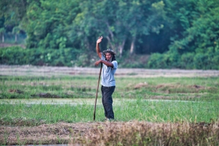 Rice Field