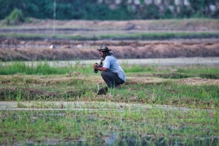 Rice Field_19