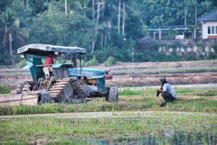 Rice Field_20