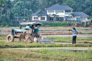 Rice Field_21