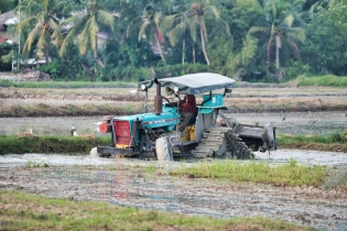 Rice Field_22