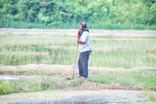 Rice Field