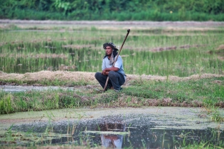 Rice Field_25