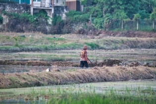 Rice Field_26