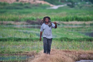 Rice Field