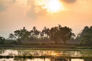 Rice Field_28