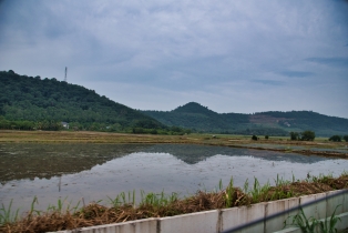 Rice Field