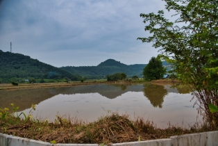 Rice Field