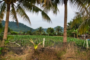 Rice Field_4